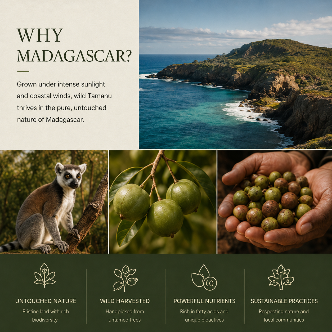 TREEANNSEA Madagascar Tamanu Olio originale 30ml 