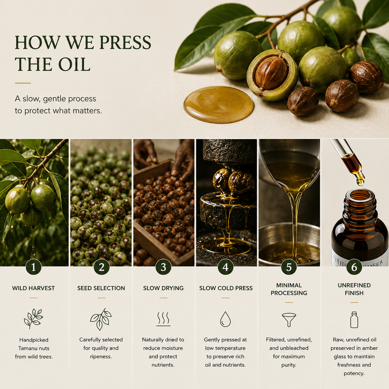 TREEANNSEA Madagascar Tamanu Olio originale 30ml 