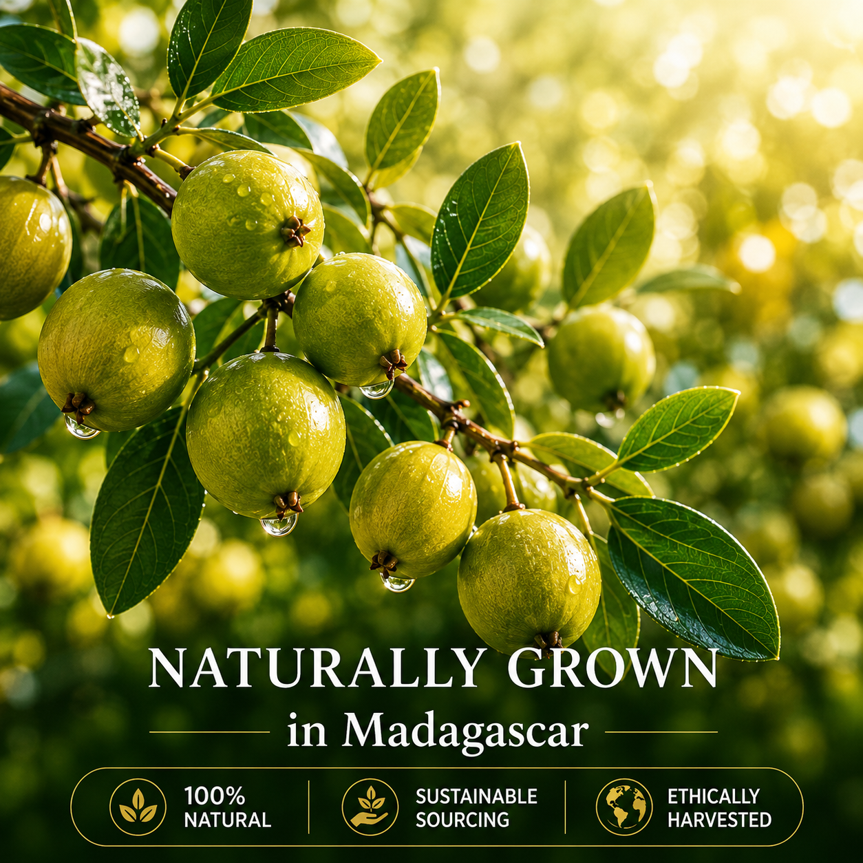 TREEANNSEA Signature Refresh Tamanu Oil 30ml 2set, cura della pelle coreana